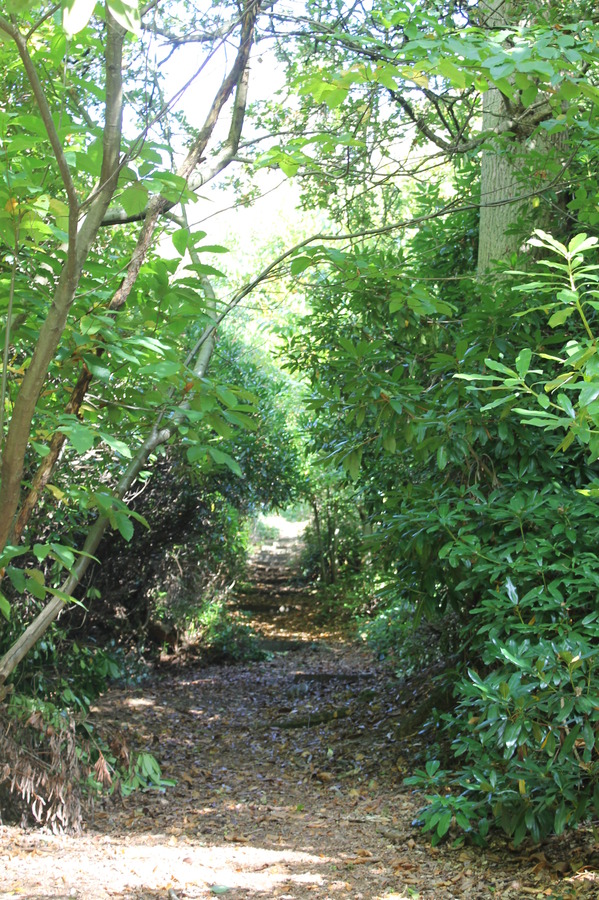 greensand way up to terrace, after some recent scrub clearance by FoD